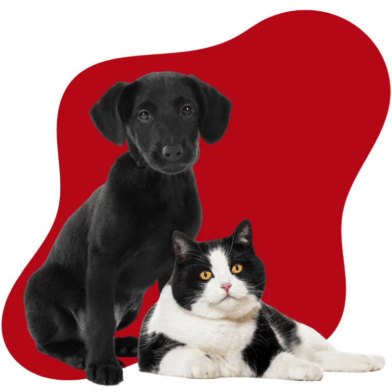 A black lab puppy and black and white cat are posing together with a red blob graphic in the background.
